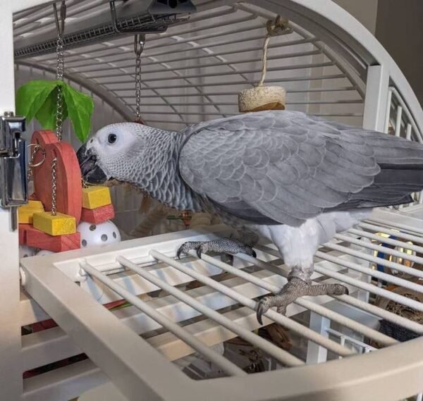 African Grey Parrot