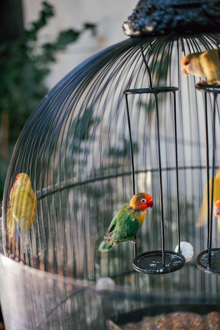 Vibrant parrots resting inside a stylish birdcage, captured in a natural setting.