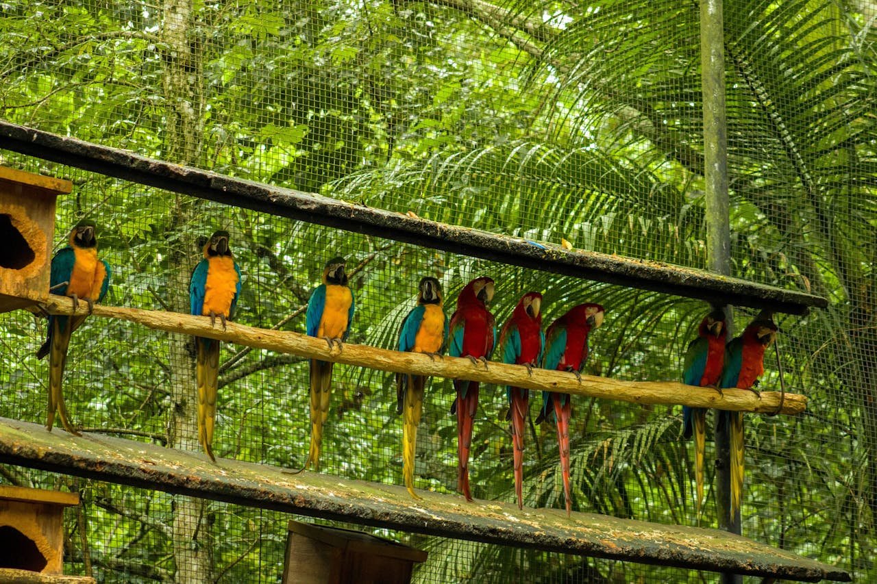 A vibrant gathering of macaws perched in the lush Brazilian rainforest enclosure.