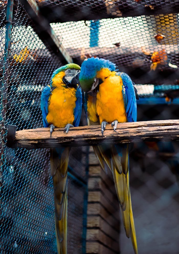 Two vibrant macaws perched side by side in an aviary.