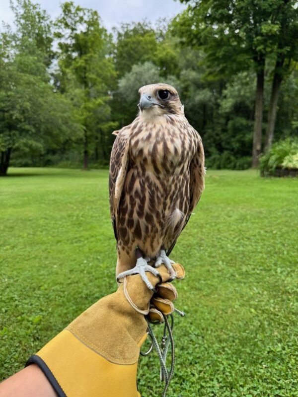 2024 Longwings