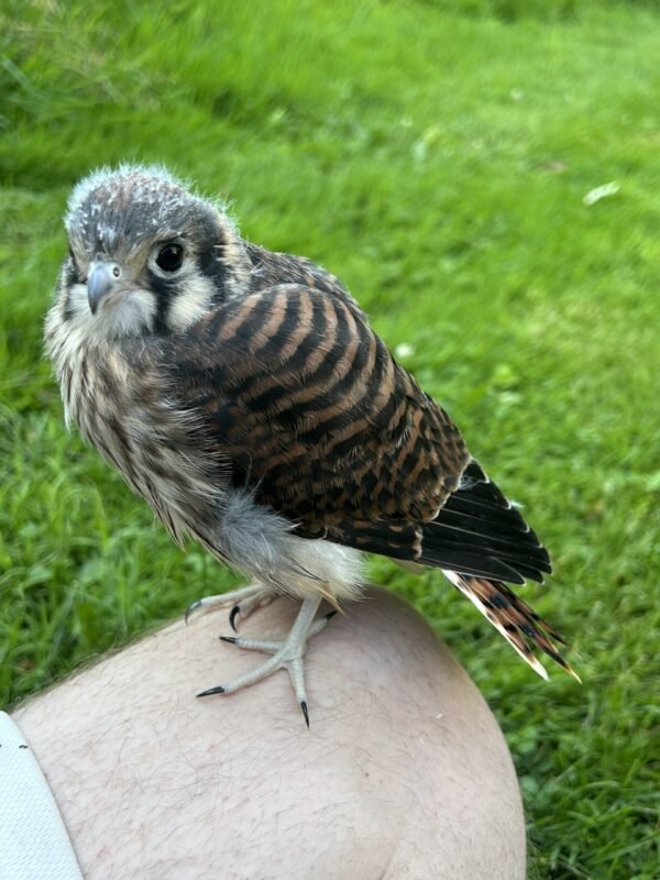 2025 Kestrel female