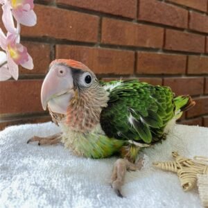 Cape Parrot