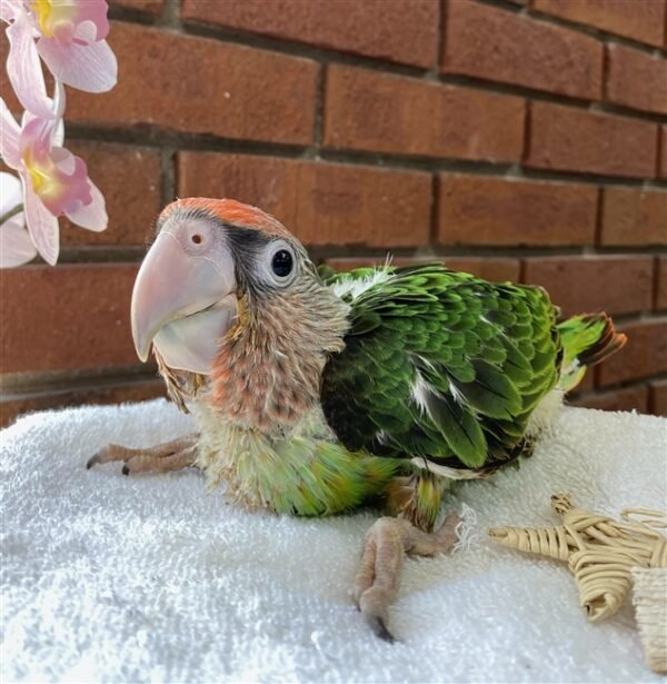 Cape Parrot - Female