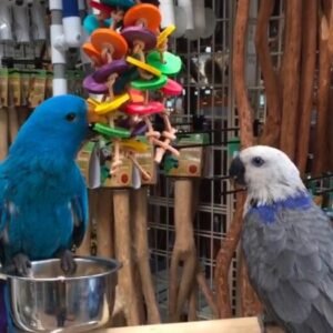 blue eclectus parrot for sale​
