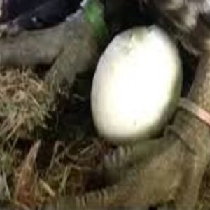 Authentic Ruppell's Griffon Vulture Eggs