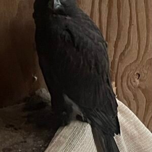 Black GyrxSaker Female