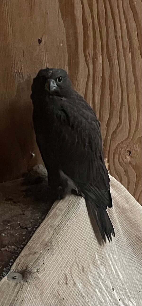 Black GyrxSaker Female