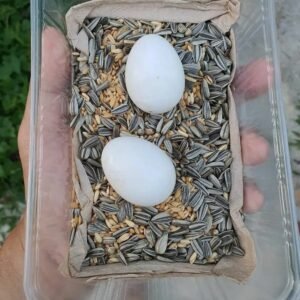 Black palm Cockatoo Parrot Eggs