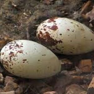 Black Vulture Eggs