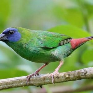 Blue Face Parrot Finches
