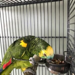 Blue Fronted Headed Amazon Parrot
