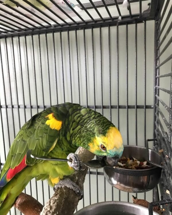 Blue Fronted Headed Amazon Parrot
