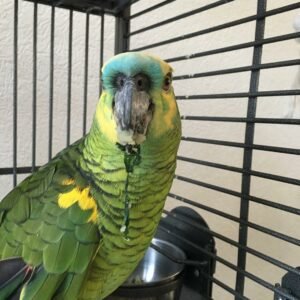 Blue Fronted Headed Amazon Parrot