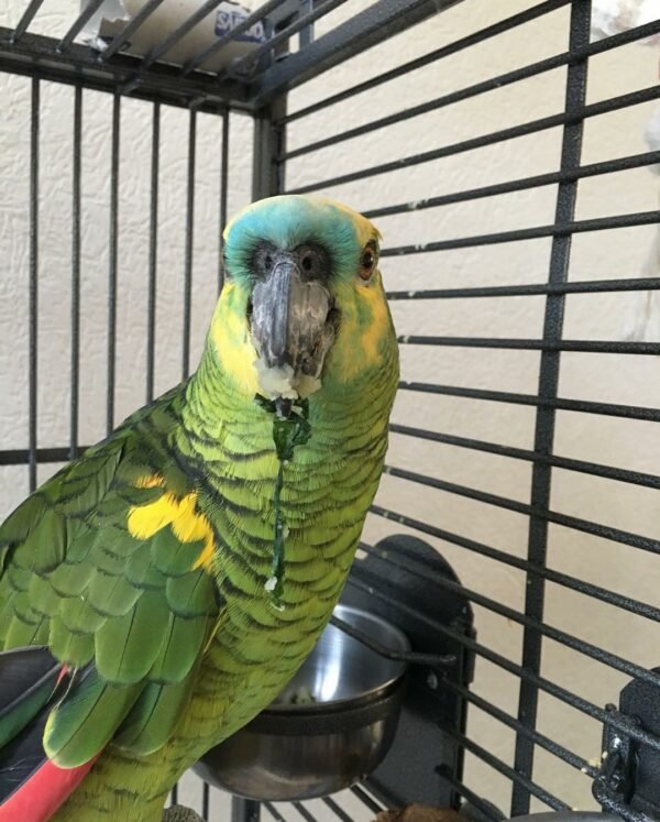 Blue Fronted Headed Amazon Parrot