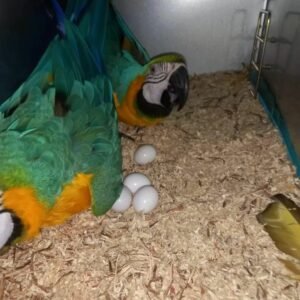 Blue & Gold Macaw Parrot Eggs