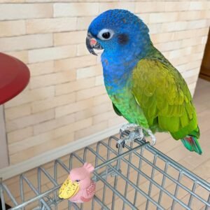 Blue Headed Pionus Parrots For Sale Online - Live Parrots