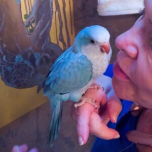 Blue Quaker (hand fed)