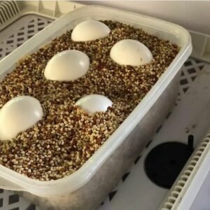 Blue Throated Macaw Parrot Eggs