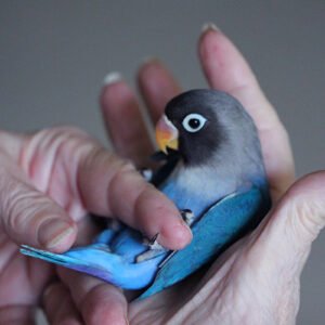 Blue w Grey Head Love Bird (hand fed)