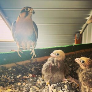 Breeding pair of aplomado falcons