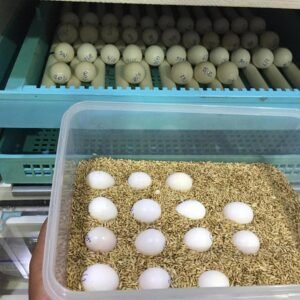 Buy African Grey Parrot Eggs – USA, Canada & UK Shipping