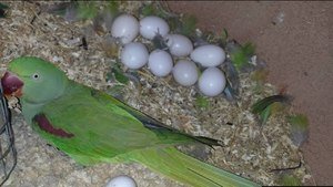 Buy Fertile Amazon Parrot Eggs – USA, Canada, UK Shipping