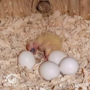 Caique Bird Eggs