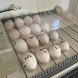 California Condor (Gymnogyps californianus) Eggs