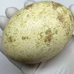 Cinereous Vulture Eggs