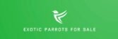 exotic parrots for sale