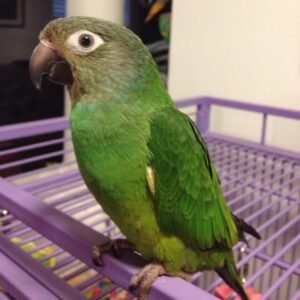 Dusky Headed Conure Parrots For Sale Online - Live Parrots