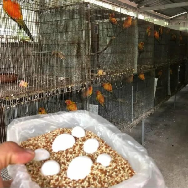 Eclectus Bird Eggs