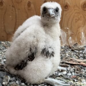 F1 Gyr Falcon