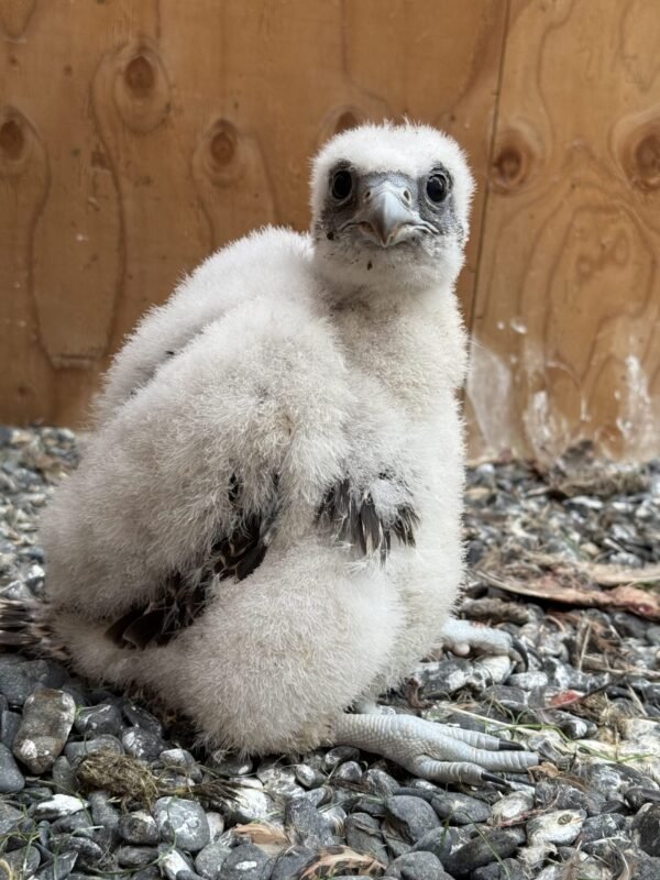 F1 Gyr Falcon