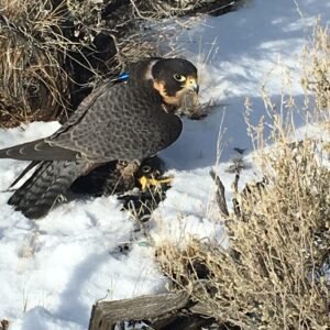 Female Anatum Peregrine