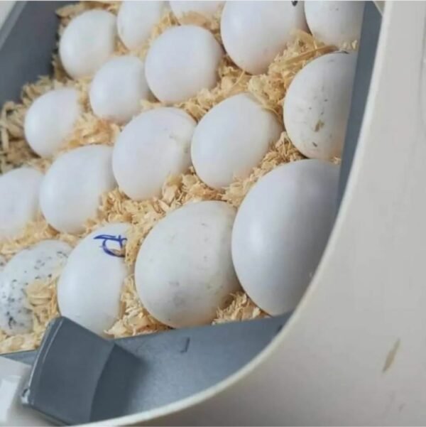 Gang Gang Cockatoo Parrot Eggs