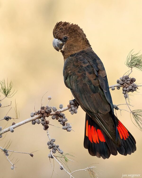 Glossy Black Cockatoo
