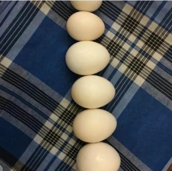 Green Thiged Caiques Eggs