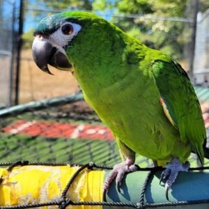 Hahns Macaw Parrot(JOJO)