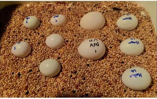 Harris Bird Eggs