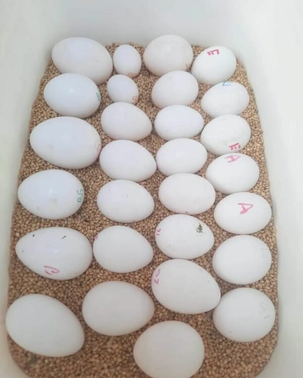 Hyacinth Macaw Parrot Eggs