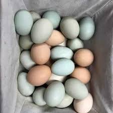 african grey parrot egg