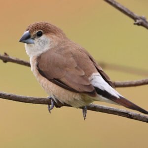 Indian Silverbill