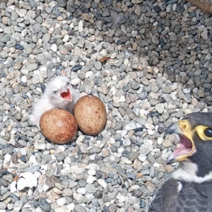Laggar Falcon Eggs