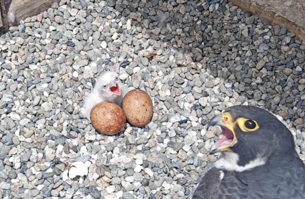 Laggar Falcon Eggs