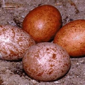 Lanner Falcon Eggs