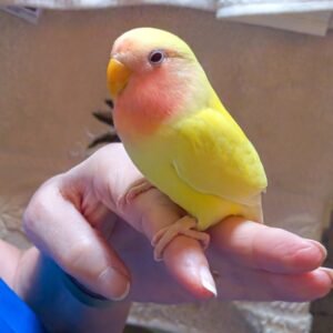 Love Bird Peach Face (hand fed)