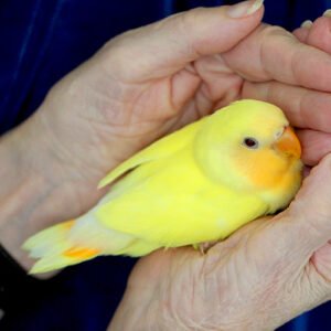 Love Bird Yellow Peach Face (hand fed)