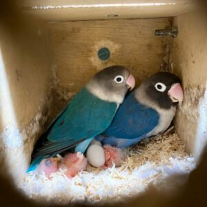 Lovebirds Eggs